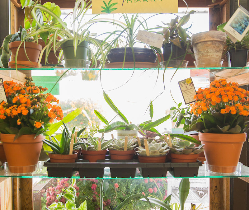 Hyacinth Bean Florist