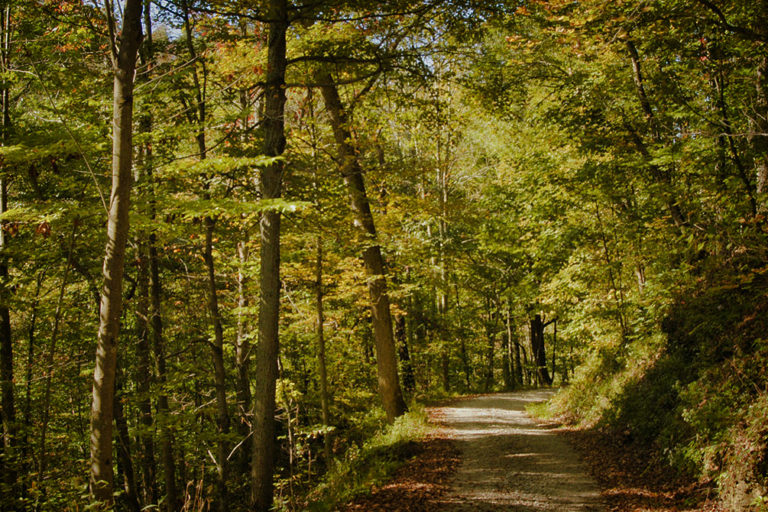 Escape To The Wilderness: Ohio's Gifford State Forest Awaits