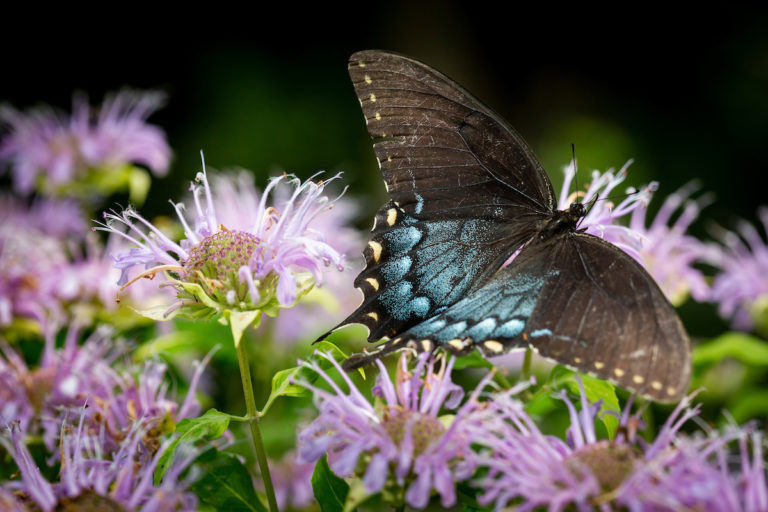 2021 REC WaterlooWA 001 768x512