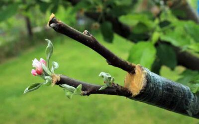 Field Grafting Fruit and Nut Trees